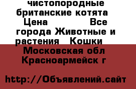 чистопородные британские котята › Цена ­ 10 000 - Все города Животные и растения » Кошки   . Московская обл.,Красноармейск г.